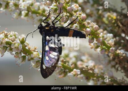 Nove-spotted tarma (Amata phegea). Una falena distintivo nella famiglia Erebidae alimentare sui fiori Foto Stock