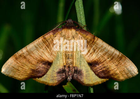 Scorched ala tarma (Plagodis dolabraria) con alette aperte e upperside visibile Foto Stock