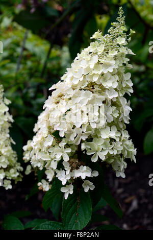 Hydrangea paniculata limelight fioritura fiori Flower tonalità di bianco ombreggiato giardino ombreggiato da giardinaggio floreale RM Foto Stock