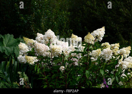 Hydrangea paniculata limelight fioritura fiori Flower tonalità di bianco ombreggiato giardino ombreggiato da giardinaggio floreale RM Foto Stock