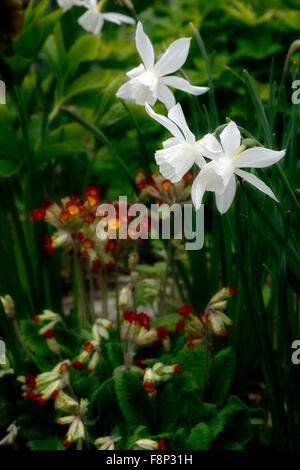 Narcissus thalia Primula veris al tramonto, bianco arancio fiore fiori fiori primavera fiore mostra giardino naffodil primrose Foto Stock