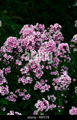 Phlox paniculata Miss pepe rosa fiore fiori fioritura fine estate autunno colore colore floreale RM Foto Stock