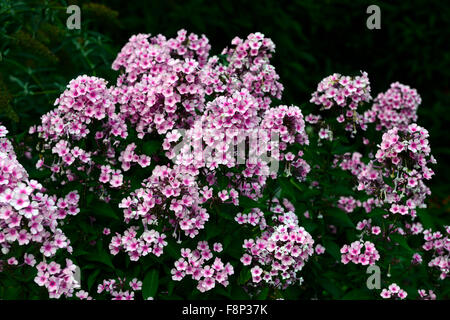 Phlox paniculata Miss pepe rosa fiore fiori fioritura fine estate autunno colore colore floreale RM Foto Stock