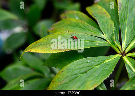 Giglio rosso beetle Lilioceris lilii spiccando in stand foglie verdi fronde garden pest gigli distruggere facile vedere spot trovare floreale RM Foto Stock