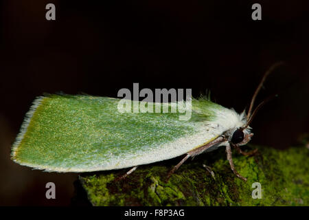 Crema-delimitata pisello verde tignola (Earias clorana) a riposo Foto Stock