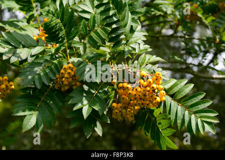 Sorbus aucuparia fructu luteo bacche giallo ceneri Monte Ceneri rowan tree alberi ornamentali floreali RM Foto Stock