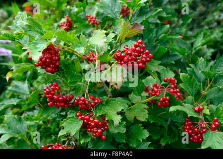 Viburnum opulus compactum di bacche rosse viburno Rose autunno autunno autunno bacche frutta a polpa frutti arbusti arbusto floreale RM Foto Stock