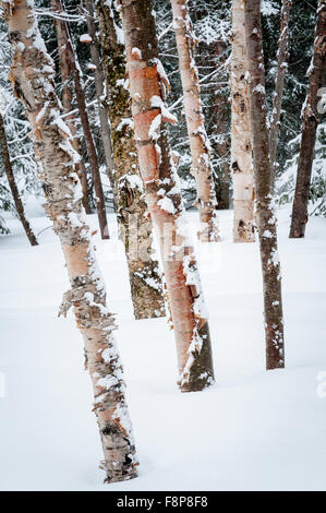 Betulla lungo il sentiero con le racchette da neve in un parco nazionale in Canada Foto Stock