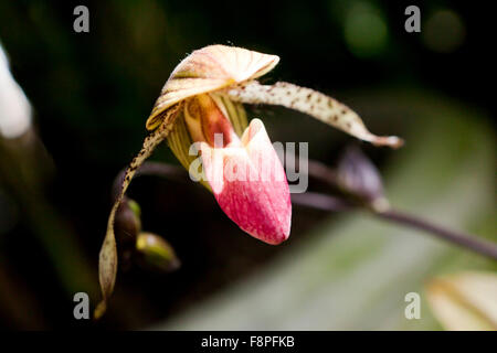 Venere slipper orchid flower (Paphiopedilum) Foto Stock