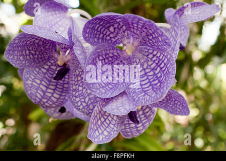 Vanda orchidea, 'Sansai Blue' orchid, aka Singapore orchid Foto Stock