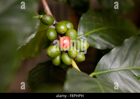 Frutti di caffè sulla pianta (coffea arabica) Foto Stock