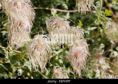 Testa di mare di Clematis orientalis (clematis cinese, virginskower orientale) Foto Stock