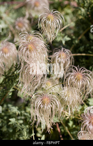 Testa di mare di Clematis orientalis (clematis cinese, virginskower orientale) Foto Stock