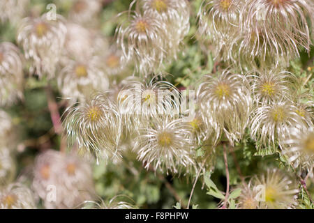 Testa di mare di Clematis orientalis (clematis cinese, virginskower orientale) Foto Stock