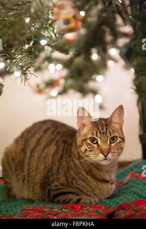 Un gatto con attenzione si siede sotto un albero di Natale Foto Stock