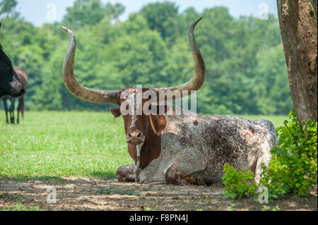 Watusi - Texas Longhorn steer razza trasversale Foto Stock