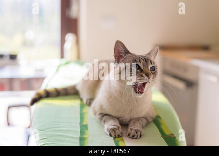 Sbadigliare gatto domestico con gli occhi blu e a bocca aperta. Riprese in interni la retroilluminazione con luce naturale. Molto leggera profondità di campo, fo Foto Stock