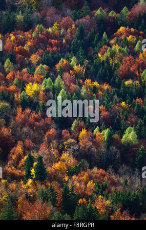 Vista aerea dell'autunno alberi in foresta, Salisburgo, Austria Foto Stock