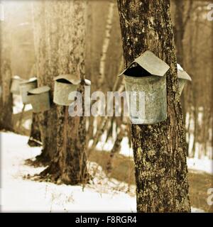 Tapping acero alberi, Vermont, Stati Uniti Foto Stock