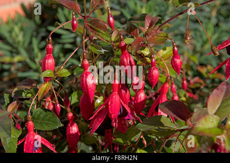 Fiori di un ardito Fuchsia pianta con acqua piovana goccioline in autunno, Berkshire, Settembre Foto Stock