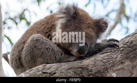 Koala seduto in un albero, Kennett River, Victoria, Australia Foto Stock
