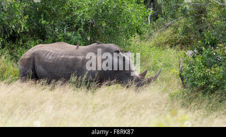 Vista laterale di un rhino, Parco Nazionale Kruger, Mpumalanga, Sud Africa Foto Stock