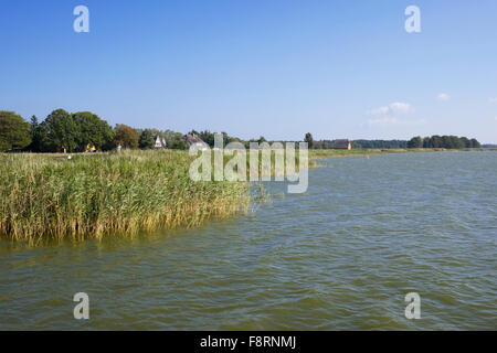 Canne in Bodstedter Bodden, nato auf Darß, Fischland-Darß-Zingst, Western Pomerania Area Laguna Parco Nazionale Foto Stock