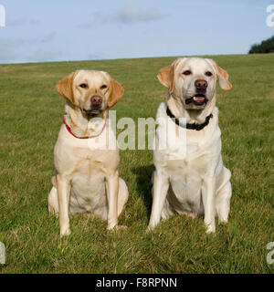 Due giallo labrador retriever Foto Stock