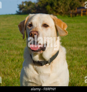 Il labrador retreiver, giallo Foto Stock