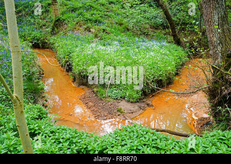 Orange acqua dai pozzi di miniera pappagallo di Drumble Riserva Naturale Talke Box Stoke on Trent Stoke-on-Trent Staffordshire England Regno Unito Foto Stock