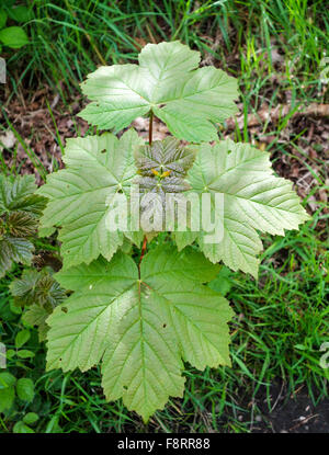 New growth of leaves in springtime of a Sycamore (Acer pseudoplatanus) tree, England, UK Foto Stock