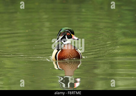 Carolina Anatra di legno (Aix sponsa). Aka North American Wood Duck. Foto Stock