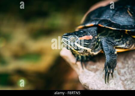 Piccolo rosso-orecchio tartaruga, Pond Terrapin seduta su pietra Foto Stock