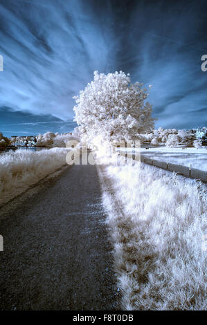 Unico mozzafiato infra rosso paesaggio con il falso colore impatto Foto Stock