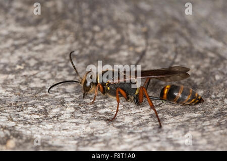 Il fango dauber, fango wasp, Orientalische Mauerwespe, Asiatische Lehmtopfwespe, Mörtelwespe, Sceliphron curvatum, Pelopoeus curvatus Foto Stock