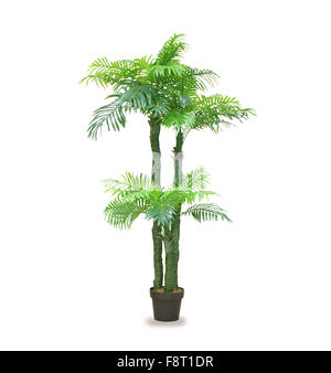 Big dracaena palm in un recipiente isolato su bianco Foto Stock