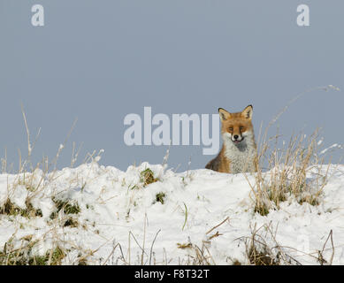 Volpe rossa in neve Foto Stock