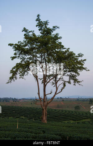 Albero si trova affacciato su una piantagione di tè vicino a Chiang Rai in Tailandia del Nord, Sud-est asiatico Foto Stock