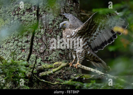 Buzzard di miele / Wespenbussard ( Pernis apivorus ) arroccato in un albero di conifere, battendo le ali, la fauna selvatica, l'Europa. Foto Stock