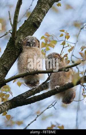 Carino uccellini di Allocco / Waldkauz ( Strix aluco ) dormire in alto in una struttura ad albero. Foto Stock