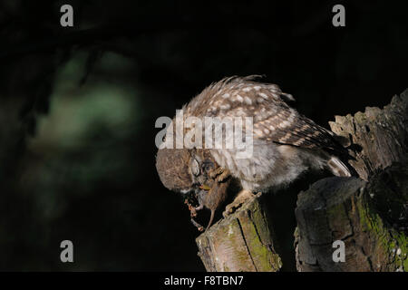 Minervas Owl / Piccolo gufo / Steinkauz ( Athene noctua ) mangiare un mouse (Fauna). Foto Stock