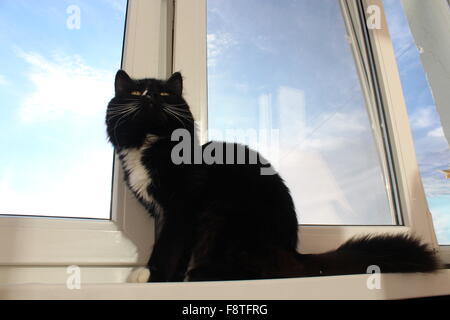 Gatto nero si siede sul davanzale del balcone Foto Stock