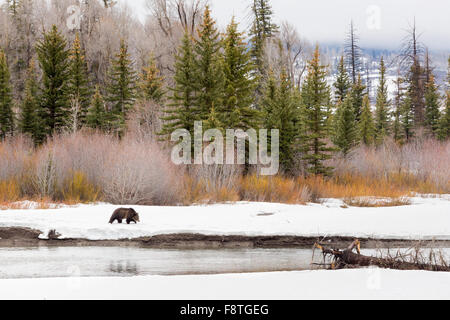 Orso grizzly #760 del Grand Teton National Park a piedi lungo la forcella di Buffalo River, Grand Teton National Park, Wyoming Foto Stock