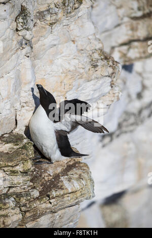 Razorbill Alca torda, adulto, appollaiato sul sito di nido su affioramento, Bempton Cliffs, East Riding of Yorkshire, Regno Unito in giugno. Foto Stock