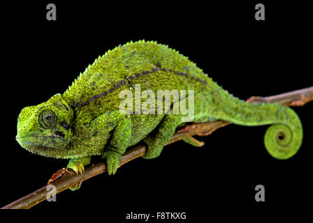 In Tanzania la nana Montane Chameleon (Trioceros sternfeldi) femmina Foto Stock