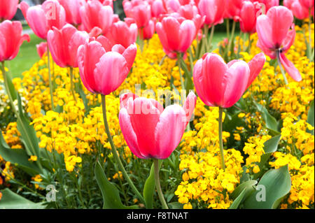 Tulipani rosa e fiori di colore giallo nel giardino Foto Stock