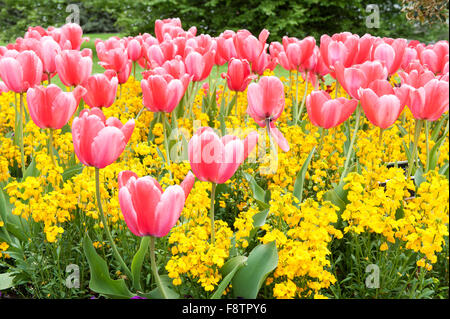 Tulipani rosa e fiori di colore giallo nel giardino Foto Stock