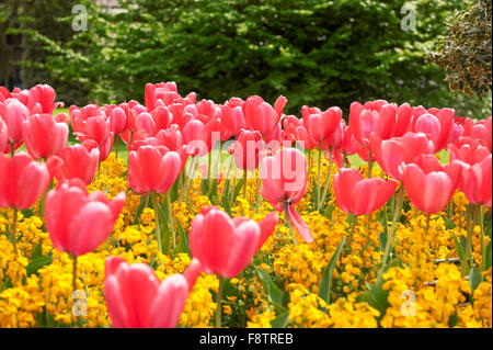 Di un bel colore rosa tulipani nel giardino di primavera Foto Stock