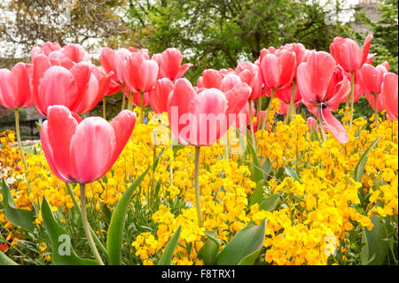 Di un bel colore rosa tulipani nel giardino di primavera Foto Stock