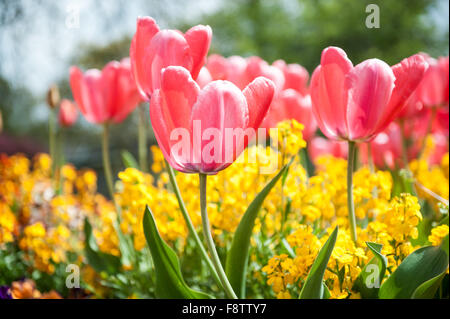 Di un bel colore rosa tulipani nel giardino di primavera Foto Stock